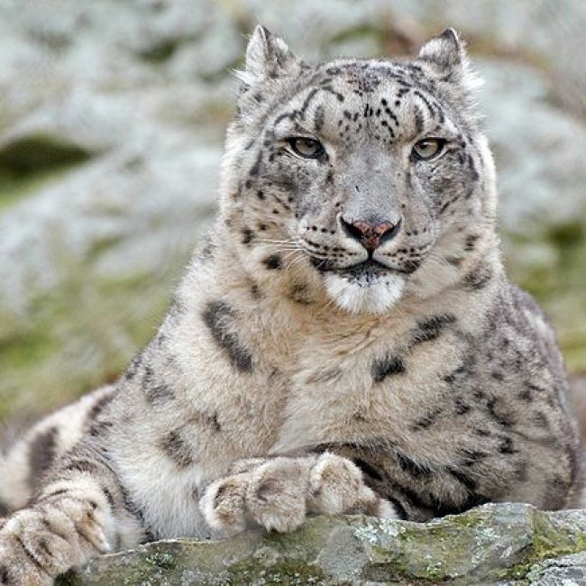 640px-Snow_Leopard_Relaxed