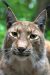 942784-lynx-1458801