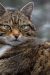 ambquinn-cat-7829273
