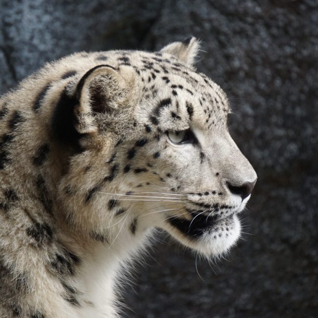 emix003-snow-leopard-7524620