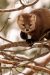 gundegaprolife-pine-marten-9319347