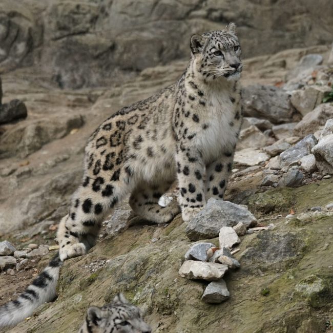 pixel-mixer-snow-leopard-931224