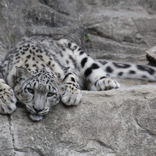 rschellenberg-snow-leopard-2528085