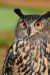 tonw-european-eagle-owl-2010346